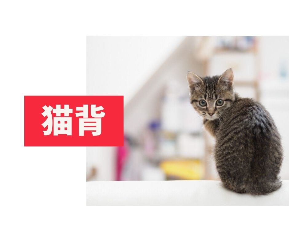 猫背との決別 猫背チェックシート付 滋賀県の整体で根本改善 肩こり 腰痛 猫背 骨盤矯正 ストレッチ 整体 Hope
