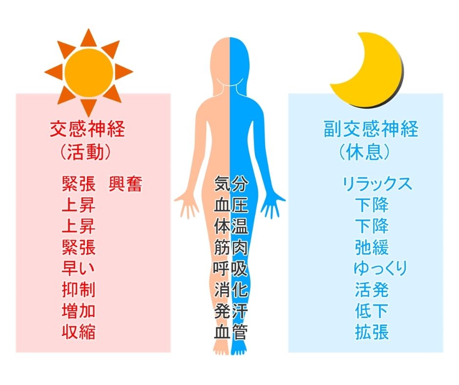 ストレッチと自律神経の関係